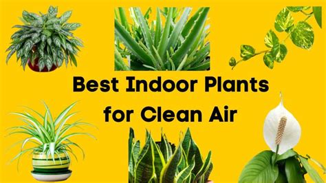 10 Best Indoor Plants for Clean Air: Air-Purifying Plants for Your Home ...