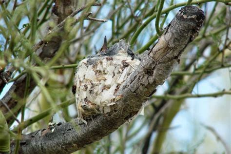 Hummingbird Nesting -Buffalo Bill Center of the West