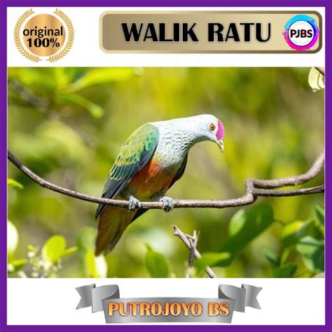 Jual BURUNG WALIK PUNAI RATU Bukan Puter Perkutut Tekukur Putih