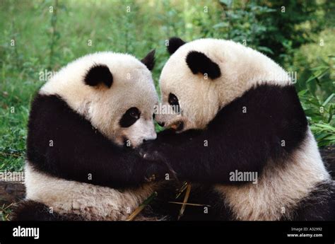 Giant Pandas Sichuan Province China Stock Photo - Alamy