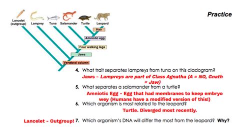 Unit Cladistics The Biology Classroom