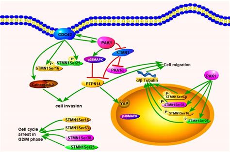 Cdc42 Regulates The Expression Of Cytoskeleton And Microtubule Network