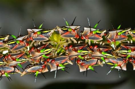 Горбатки (лат. Membracidae) – Интересные животные