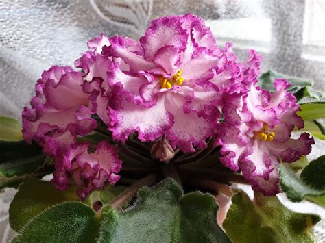 Фиалка Ян Менуэт Фото И Описание – Telegraph