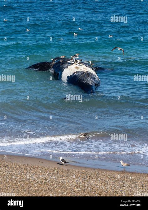 Southern Right Whale Eubalaena Australis Carcass Playa Garipe Peninsula Valdes Chubut