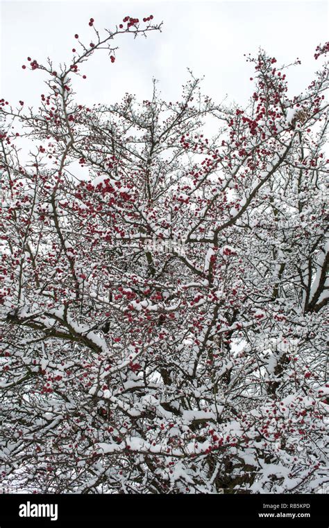 Snowy tree background Stock Photo - Alamy