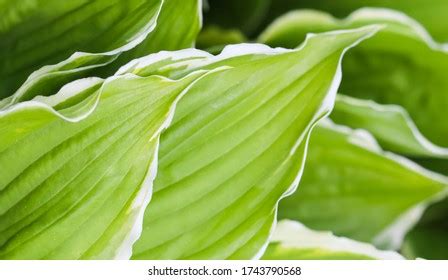 Natural Background Hosta Funkia Plantain Lilies Stock Photo