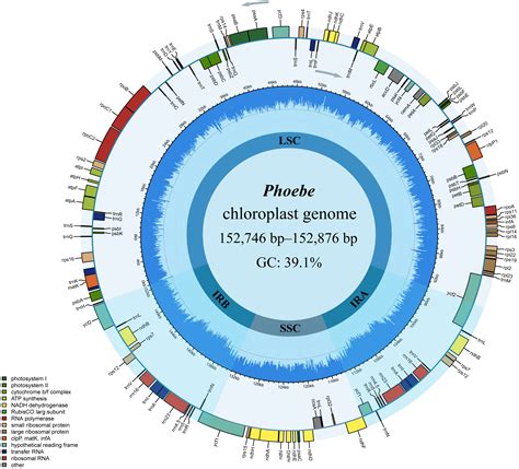 Comparative Chloroplast Genome Analyses Of Diverse Phoebe Lauraceae