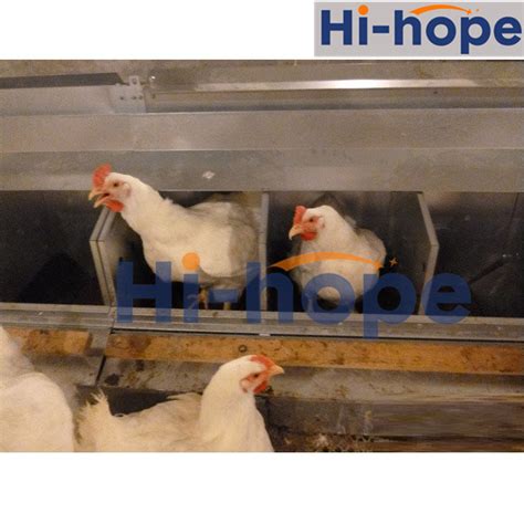 24 Holes Breeder Farm Layer Egg Collecting Nest With Automatic System