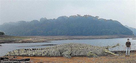 Prehistoric Crocodile Profiles and Pictures