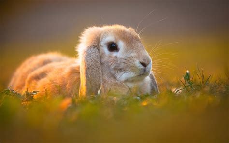 Rabbit Wallpaper Hd