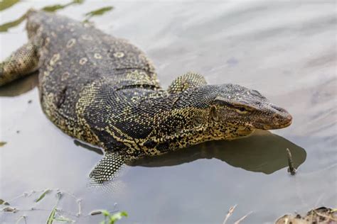 Varanus Salvator Commonly Known Water Monitor Common Water Monitor