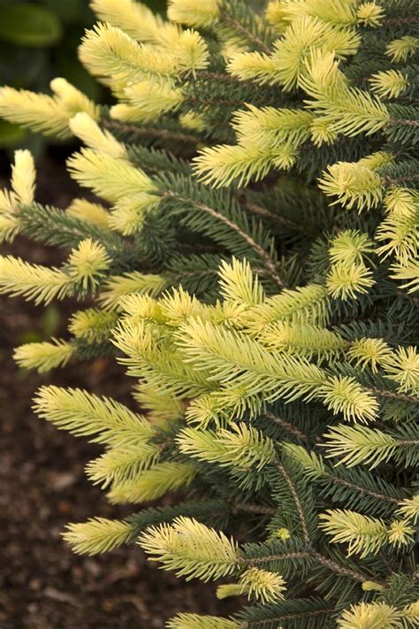 Sparkler® Colorado Blue Spruce Picea Pungens Var Glauca Monwal