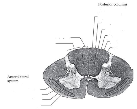 Somatotopic Organization Of The Spinal Cord Diagram Quizlet