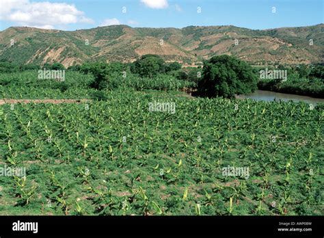 Haiti Banana Plantation Gonaives Photo Julio Etchart Stock Photo Alamy