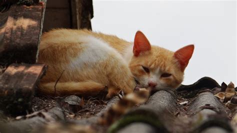 Saber Si Tu Gato Está Deprimido ¿cómo Lo Puedo Hacer