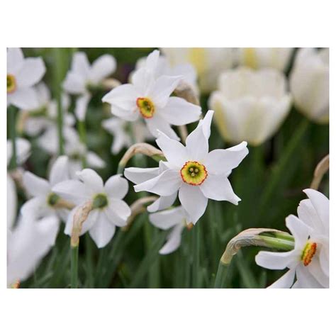 Narcis ´ Poeticus Recurvus ´ Cibuľoviny Narcissus ´ Poeticus