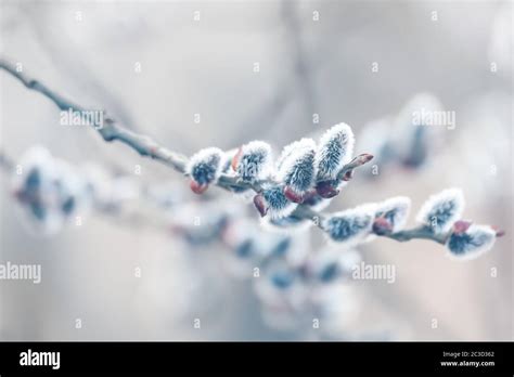Pussy Willow Holiday Background Stock Photo Alamy
