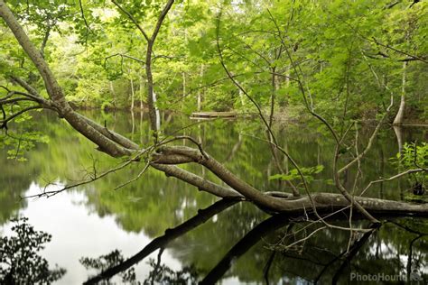 Image of Nags Head Woods Preserve | 34730