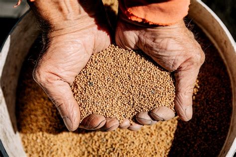 Premium Photo Tiny Mustard Seeds In The Farmers Hand