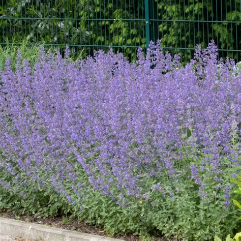 Stauden Stade Versand Shop Nepeta X Faassenii Junior Walker