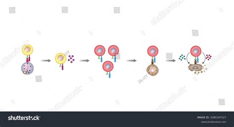 T Cell Activation Diagram Helper T Cell And Royalty Free Stock Vector 2385197527