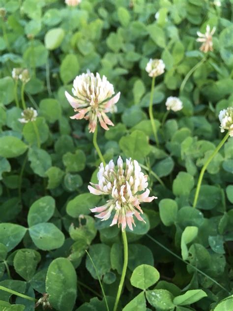 White Clover Wildflowers Of Central Virginia · Biodiversity4all