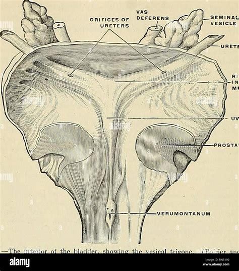 Anatomie Descriptif Et Appliqu E L Anatomie Vbinogenital Les