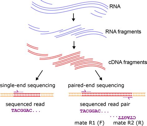 Chapter 6: Transcriptomics – Applied Bioinformatics