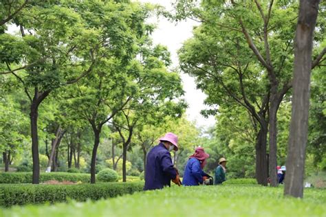 【创城进行时】“四抓四促” 营造生态宜居环境澎湃号·政务澎湃新闻 The Paper