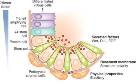 Representative Illustration Of Stem Cell Niches Discrete Niches Which Download Scientific