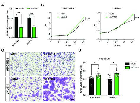 Silencing Lamb4 In Hnscc Cell Lines Promoted Cell Proliferation And