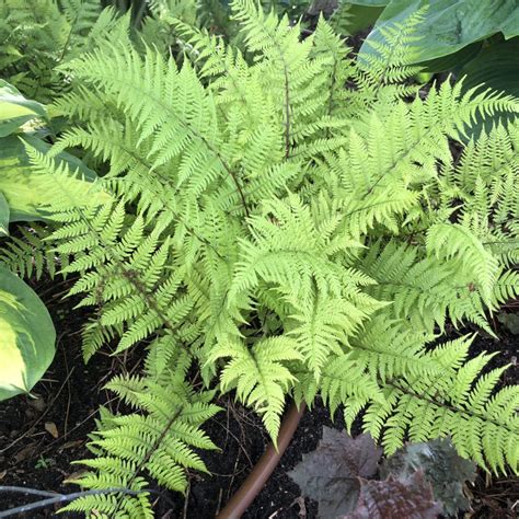 Athyrium Lady In Red Fern Order Online