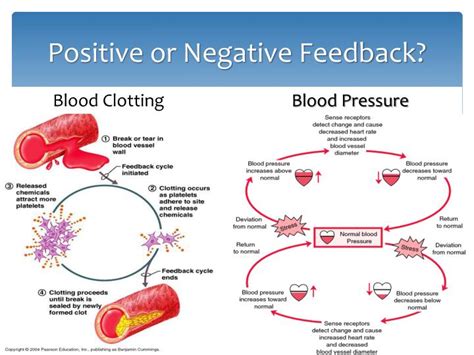 Blood Pressure Negative Feedback Loop Diagram Sensory Feedba