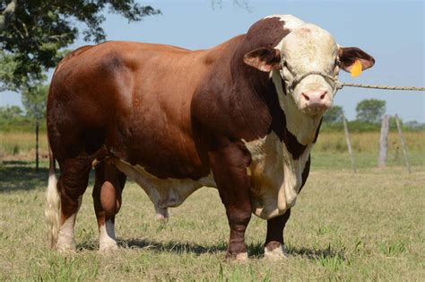 Bull Photo Wallpaper Photography By Socomuser1 Hereford Cows Braford