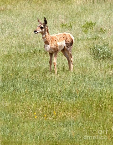 Baby Pronghorn Photograph by Russell Smith - Fine Art America