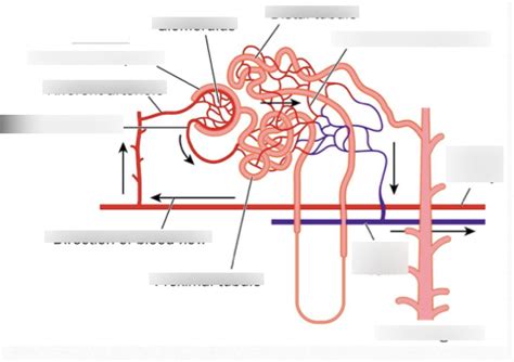 Nephron Tubule Diagram | Quizlet