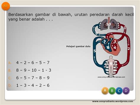 Gambar Urutan Peredaran Darah Sistem Peredaran Darah Human Anatomy