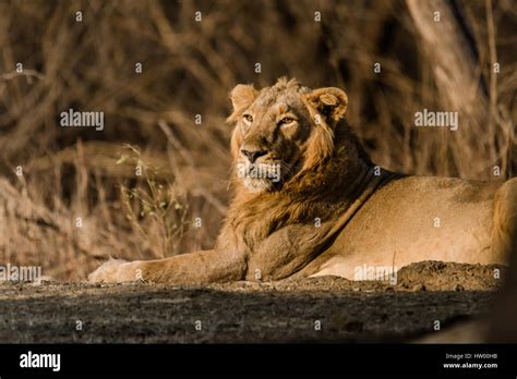 Asiatic Lion Resting Stock Photo Alamy