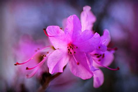 How To Propagate Azalea Green Packs