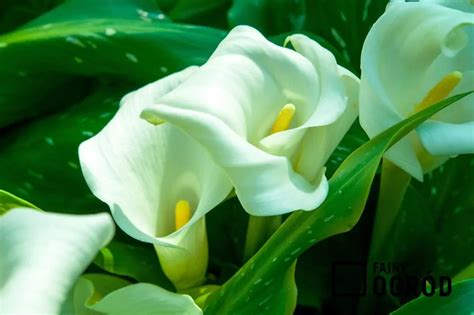 Calla Cantedeskia Opis Wymagania Piel Gnacja Porady