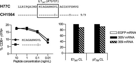 CD8 T Cell Recognition Of A Variant Epitope In Chimpanzee CH1564