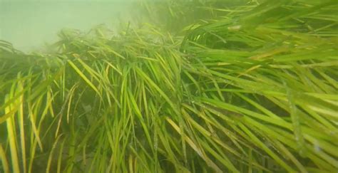 Narragansett Bay Estuary Program