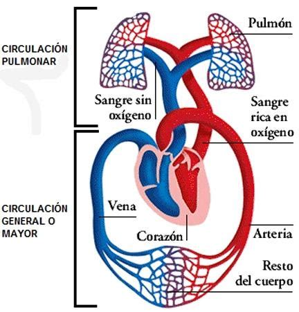 Circulaci N Pulmonar Definici N Fisiolog A Tipos Diferencias Y