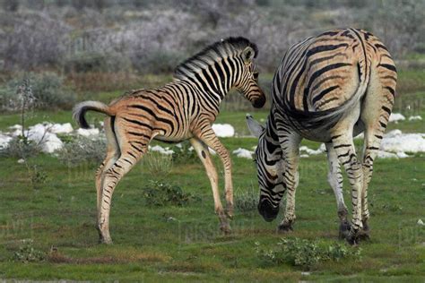 Burchell's zebra foal and mother ( Equus quagga burchellii ), Etosha National Park, Namibia ...