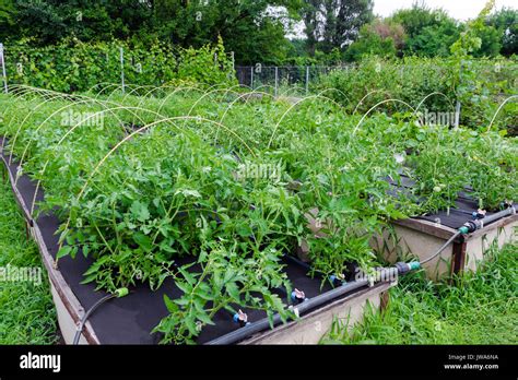 Weed Control Growing Tomatoes In Spunbond Nonwoven Stock Photo Alamy