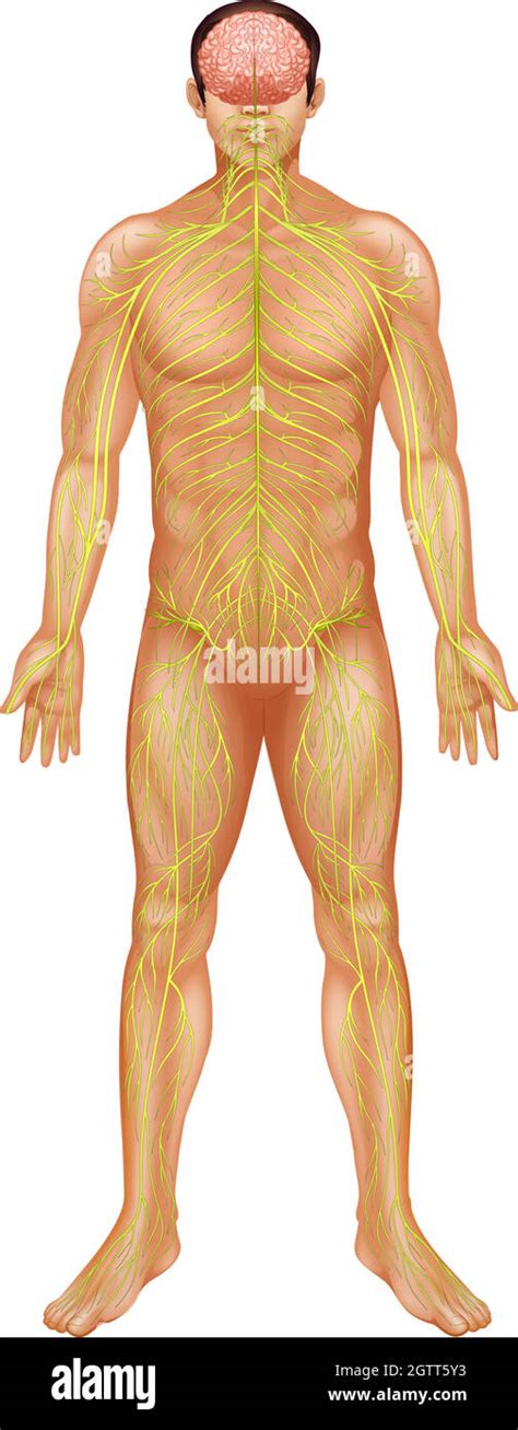 Human Nervous System Stock Vector Image Art Alamy