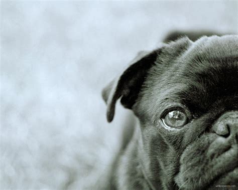 Black Pug Wallpapers - Wallpaper Cave