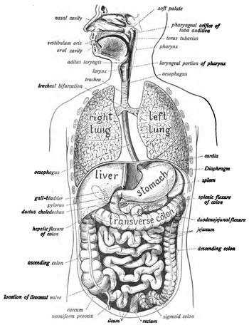 Enteral vs. Parenteral Nutrition | Study.com