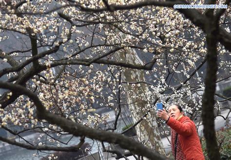 Bl Hende Winterblumen In Wuhan Xinhua German Xinhuanet